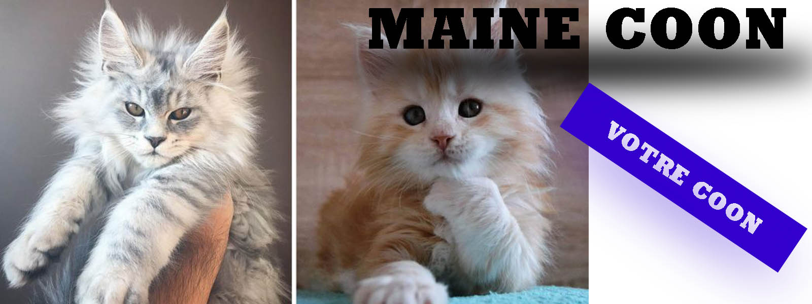 Chatons maine Coon | La boutique du Maine Coon