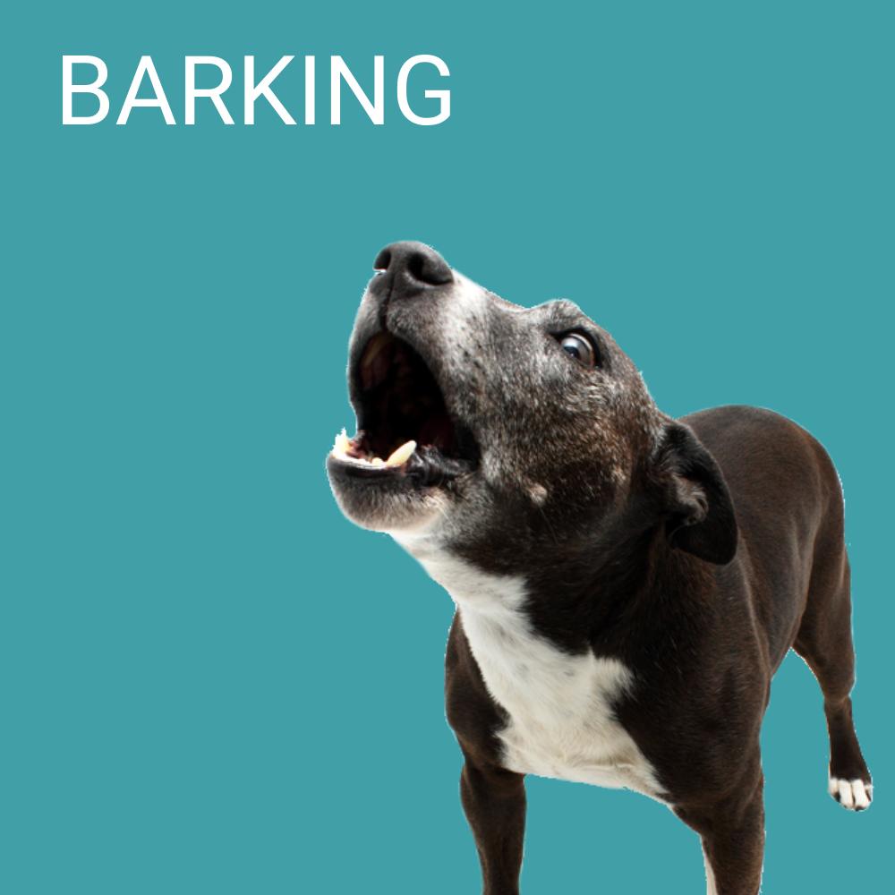 barking