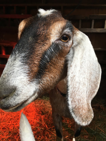 Daisy Goat - OFP Farms