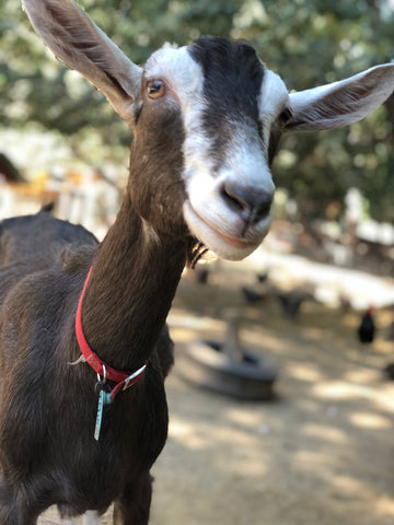 Mika Goat - OFP Farms 