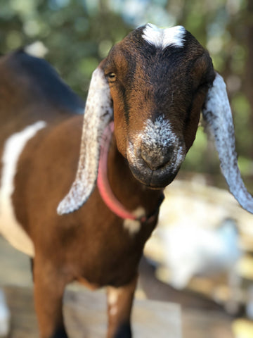 Penelope Goat - OFP Farms  