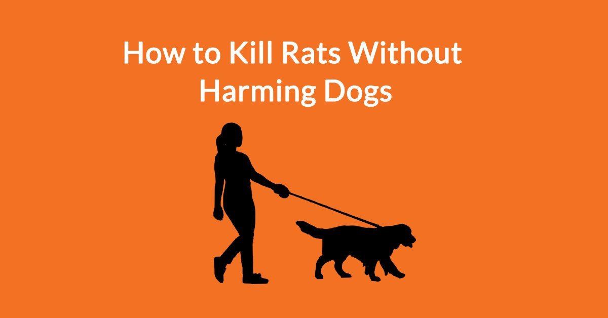 is it safe to use rat poison around dogs