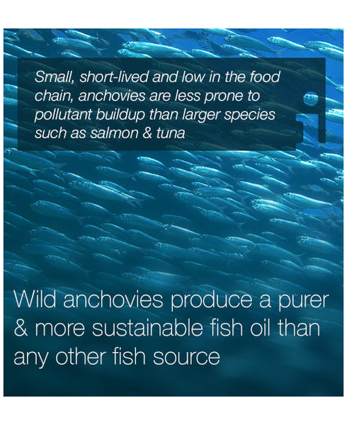 Water - WHY FISH OILS AREN’T ALL THE SAME