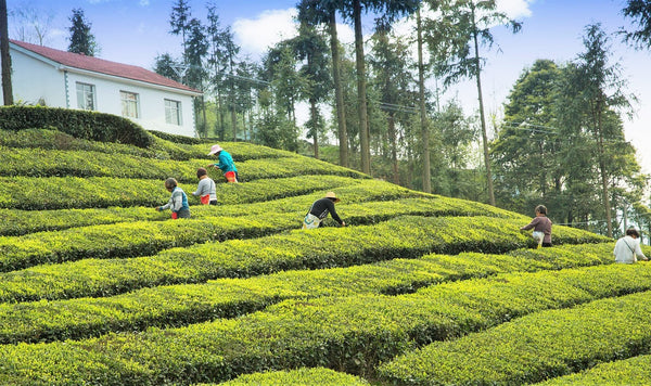 Teegarten in Taichung Taiwan bei der Tee Ernte mit ernte Helfern und Haus im Hintergrund