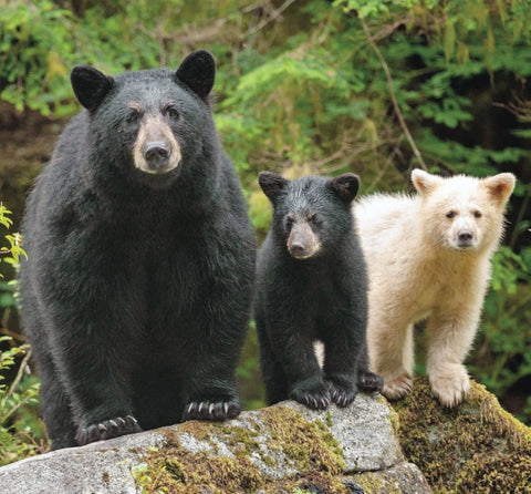 Mama black bear with one black cub and one Kermode white cub