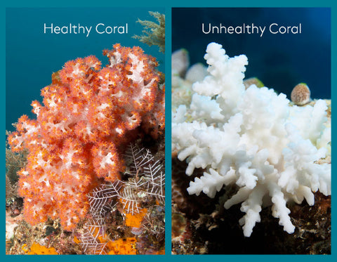 Coral reef bleaching - before and after