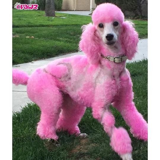 dog hair dye