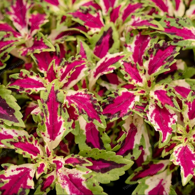 100pcs Rainbow Mix Coleus Seeds 15 Kinds Of Flower Home Garden