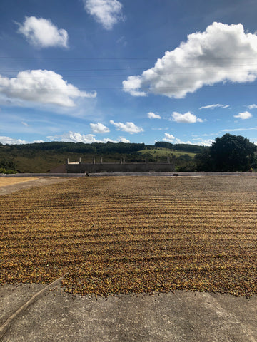 coffee drying beds