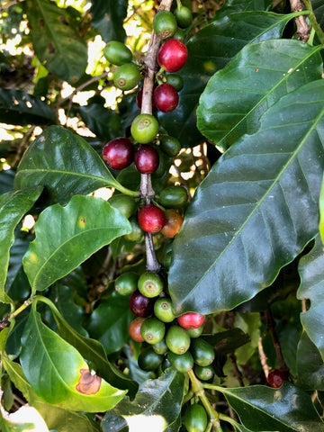 Green coffee cherries