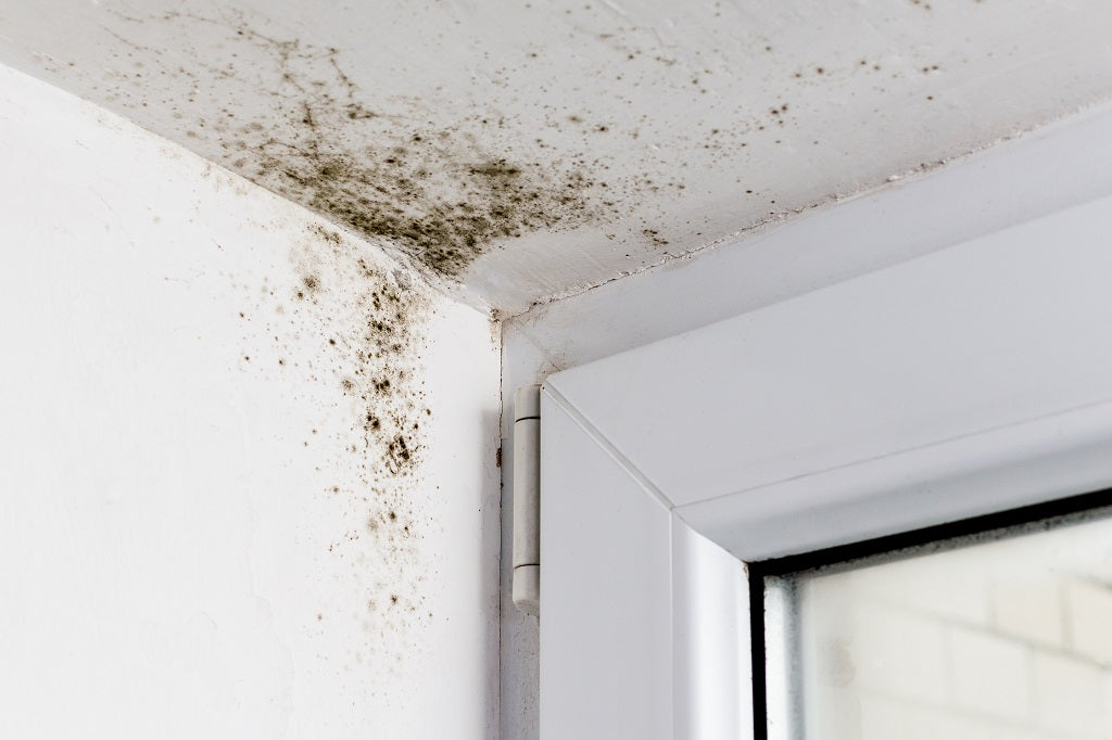 air purifier for mold spores