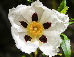 Cistus Ladanifer