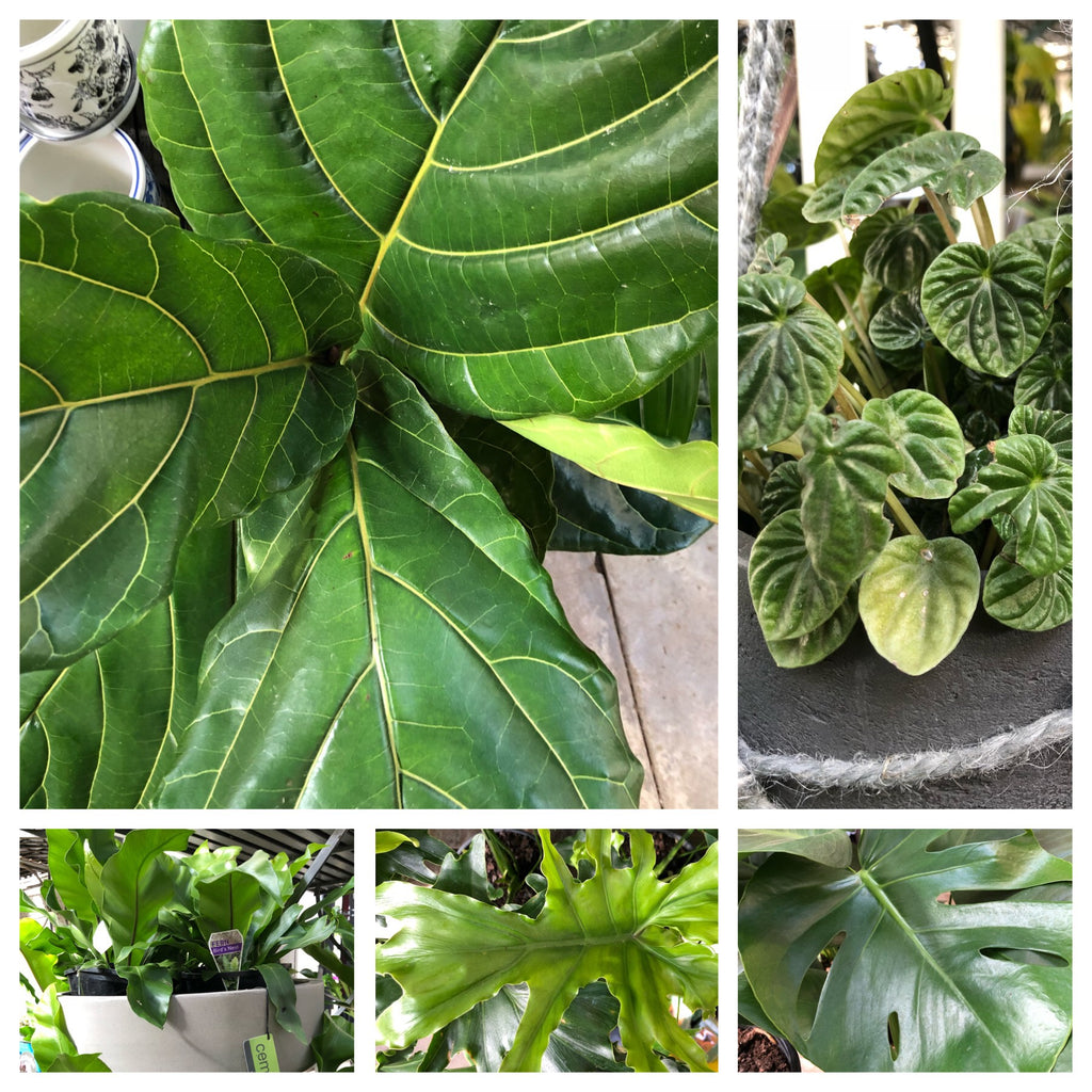 Extensive range of indoor plants