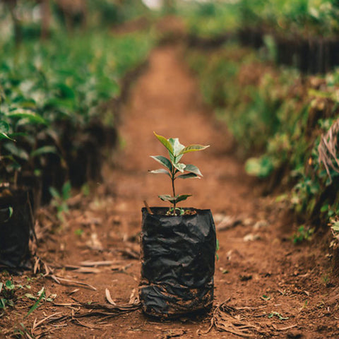  Nordgreen: The Ongoing Mission of Giving Back, image of planting efforts.