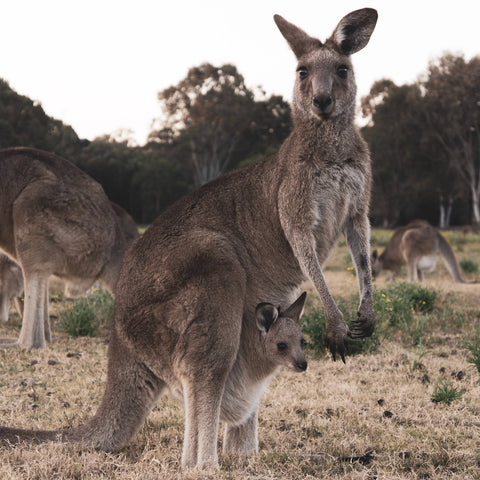  Nordgreen: The Ongoing Mission of Giving Back, image of kangaroo.