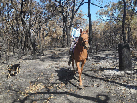Eine Person mit Staubmaske reitet auf einem Pferd durch einen von Buschfeuer zerstörten Wald. Der Boden und die Bäume sind vom Feuer schwarz verkohlt bzw. verfärbt.Nebenbei läuft ein Hund.