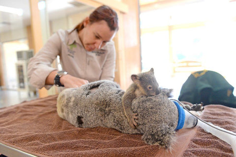 Tierärztin behandelt kranken Koala der mit einer Sauerstoffmaske auf einer Bahre liegt. Auf dem Koala liegt ein Baby Koala und umarmt seine Mutter oder Vater.a