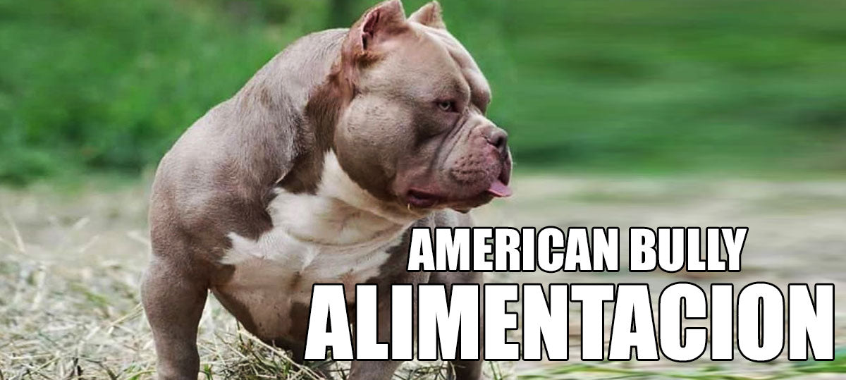 alimentacion-american-bully