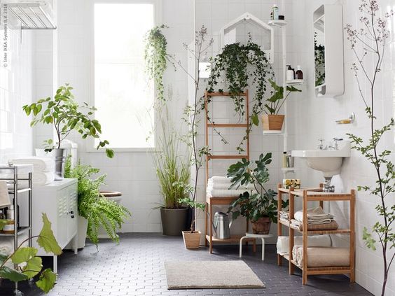 Best plants for creating jungle bathroom
