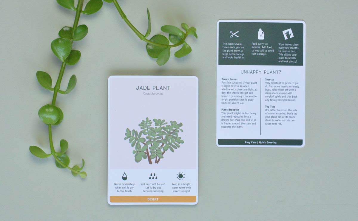 Choose Jade Plant for a Care free houseplant