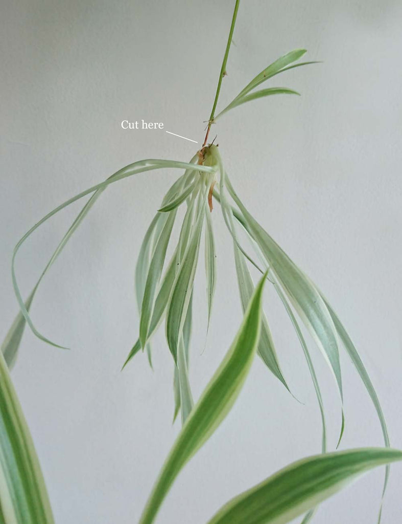 how to propagate a spider plant