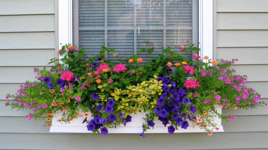 Beautiful window box displays