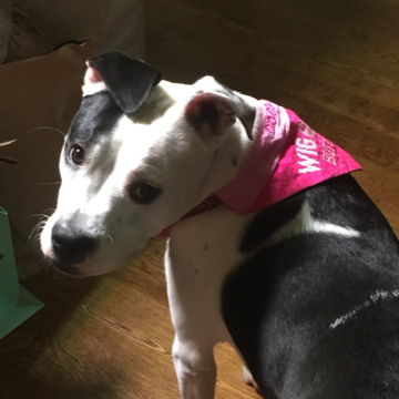 Wiggle Butt Bandana