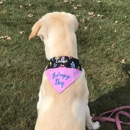 therapy dog custom bandana yellow labrador