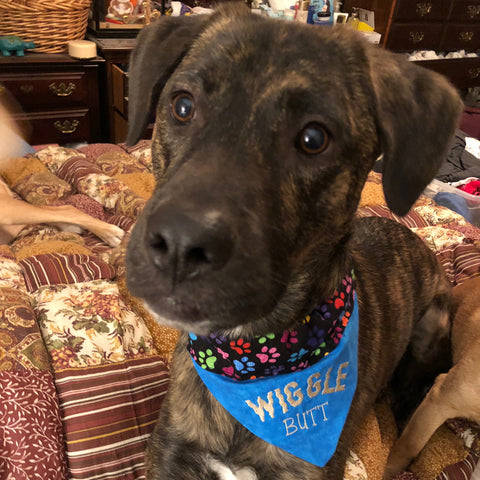 Wiggle Butt Bandana