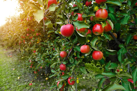Apple Picking Rosh Hashanah