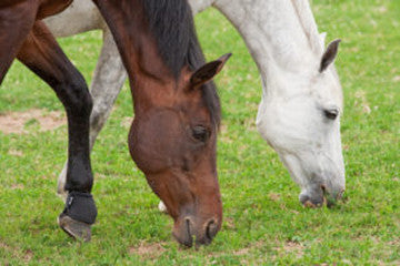 horse feeding