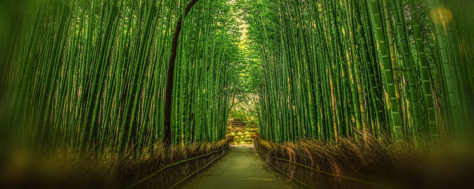 Bamboo wood