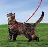 come with me kitty harness