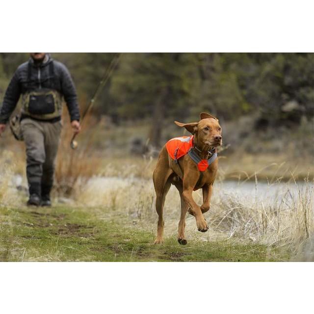 dog light jacket