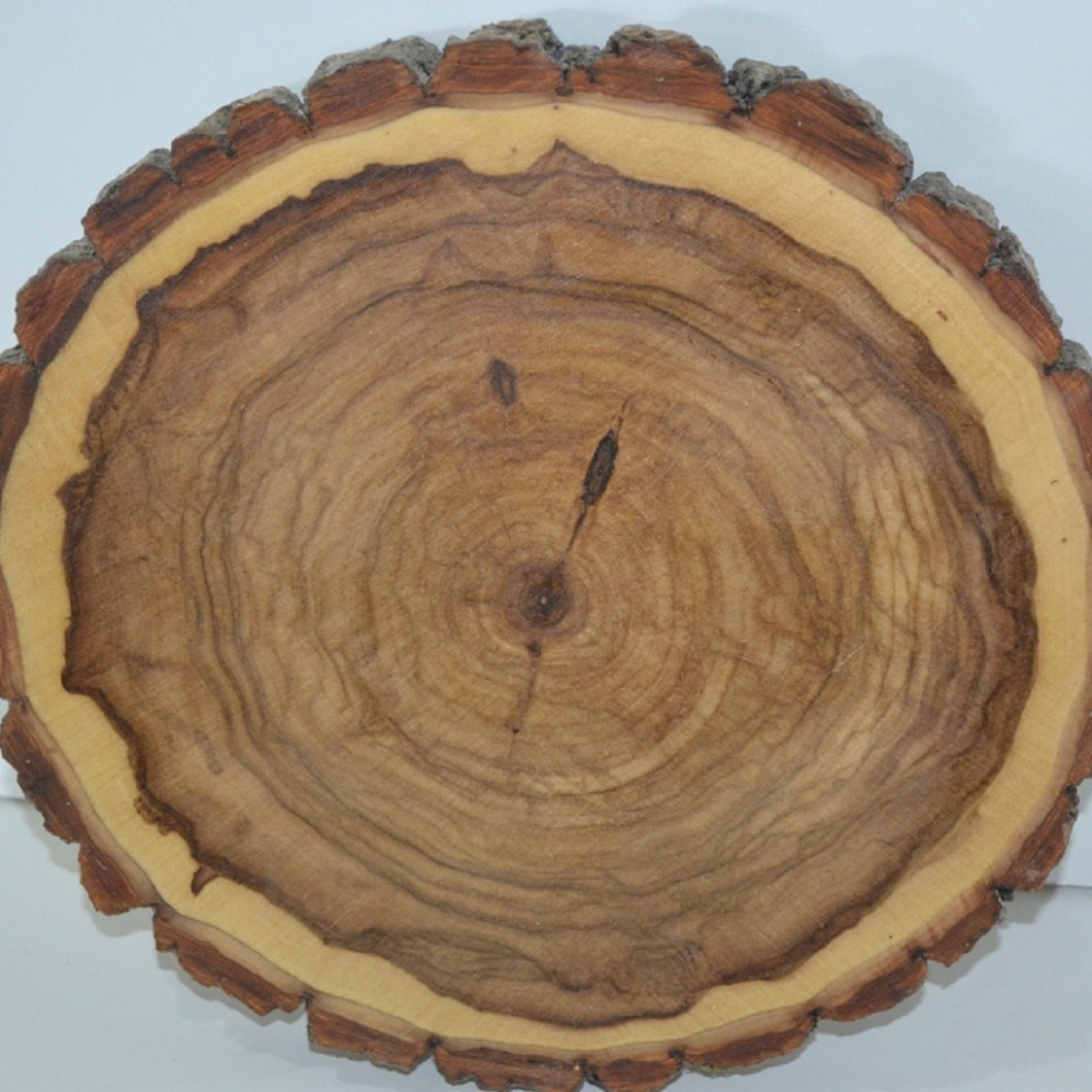 Balm of Gilead Tree SLice