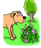 Cartoon dog with hay fever looking at flowers.