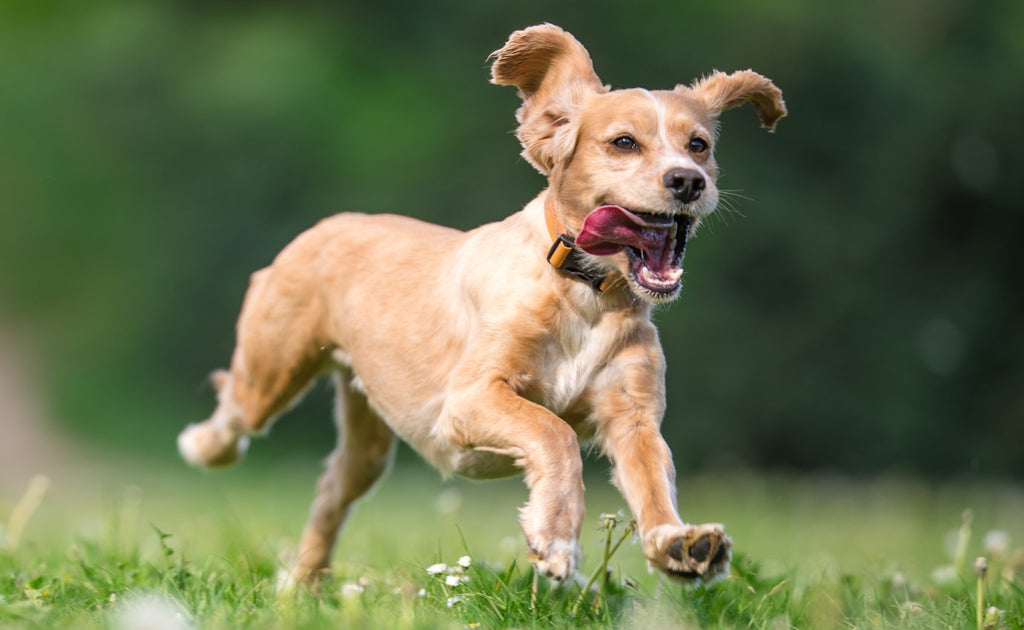 Dog jumping in park