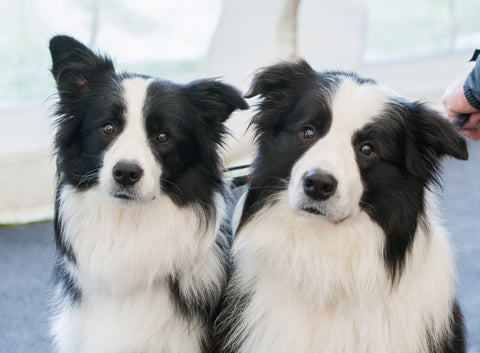 Border Collie customers