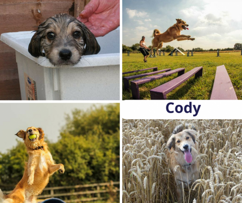 Pet of the month Cody