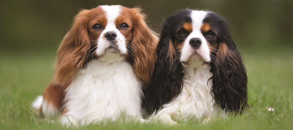 Two Cavalier King Charles Spaniel sat in the field