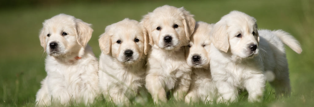 Puppies in a field