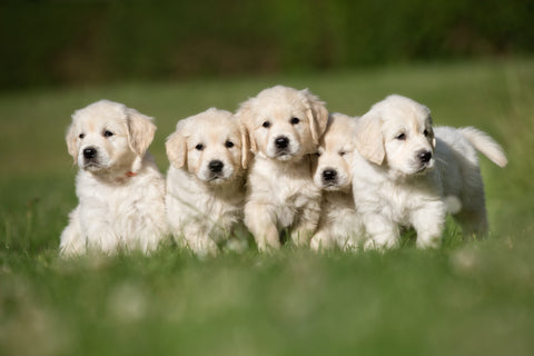 Group of Labrador puppies playing in garden together