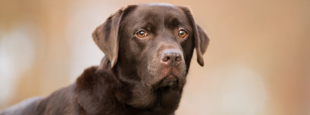 Chocolate Labrador sat on grass 