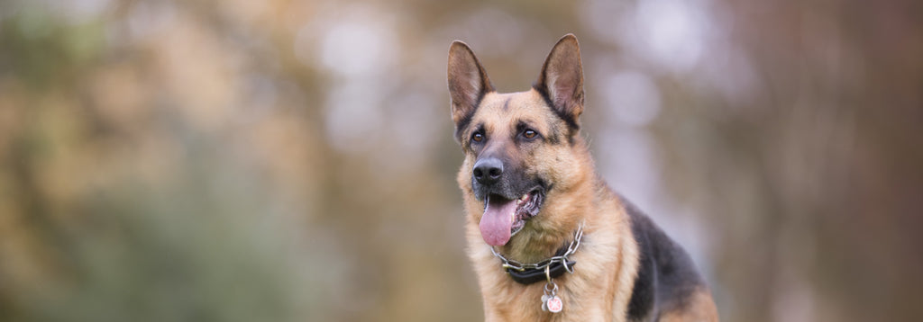 German Sheppard in park 