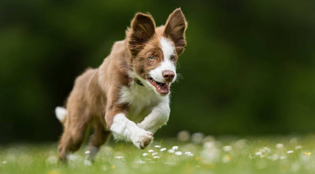 Dog running in field 