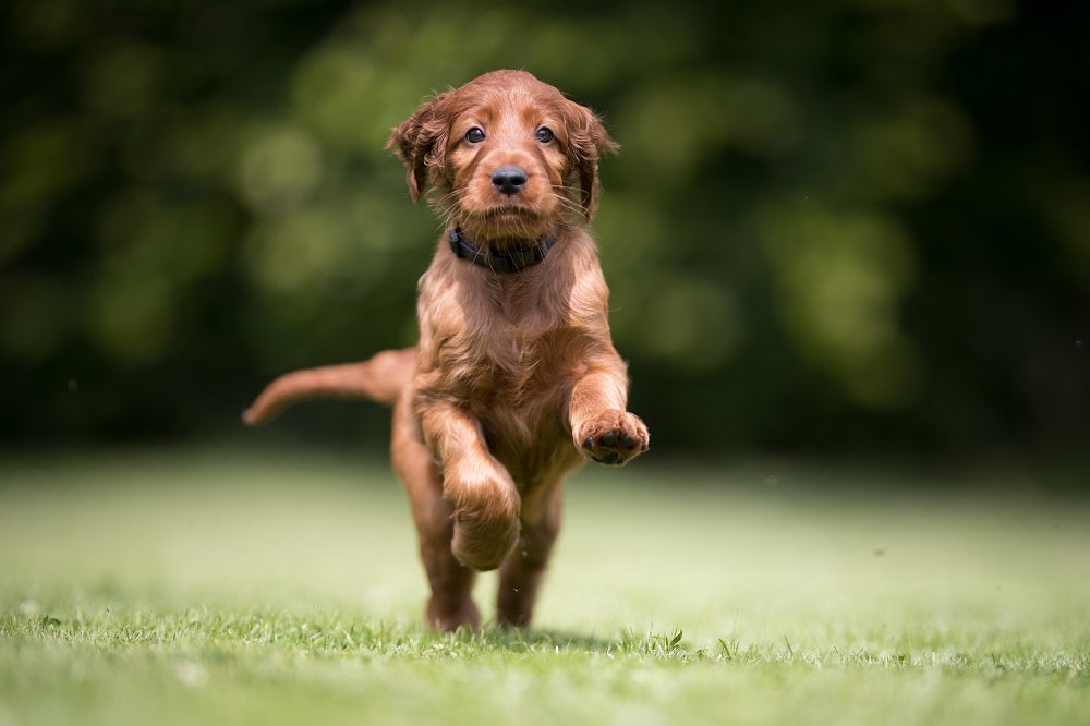 Dog running on grass