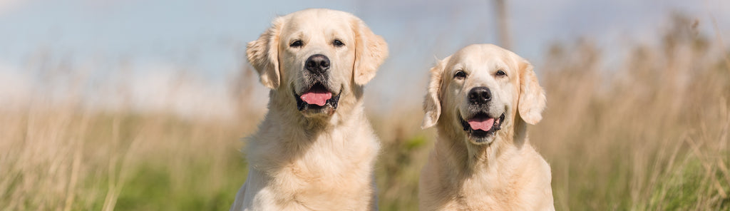 Two older dogs sat in a field