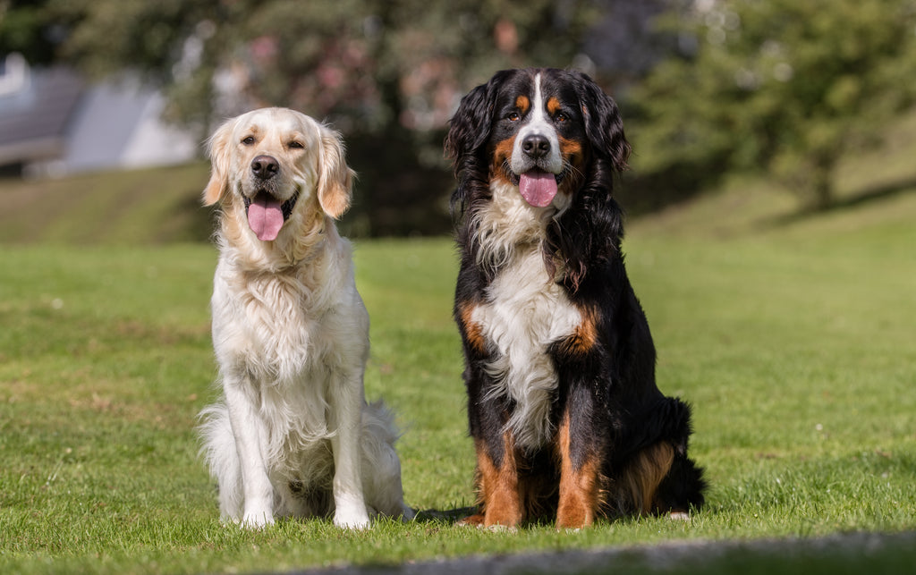 Two dogs sitting happy on grass 