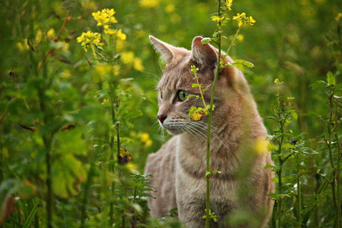 Cat in field with flowers
