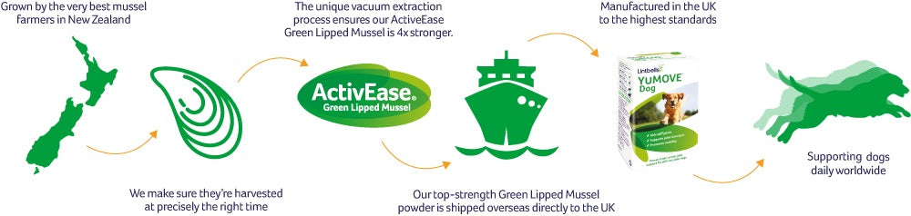 Green lipped mussel journey infographic